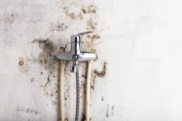 Best Fast Mold Removal  in Kimberly, WI