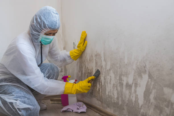 Best Office Mold Removal Services  in Kimberly, WI
