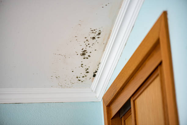 Best Residential Mold Removal  in Kimberly, WI