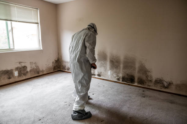 Best Emergency Mold Removal  in Kimberly, WI