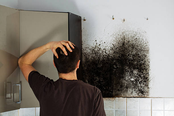 Best Home Mold Removal  in Kimberly, WI